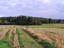 Działka budowlana Modrzewie. Zdjęcie 3
