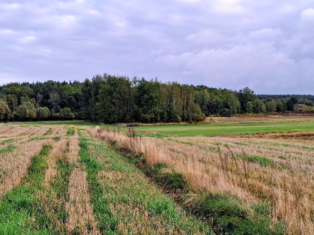 Działka budowlana Modrzewie. Zdjęcie 4