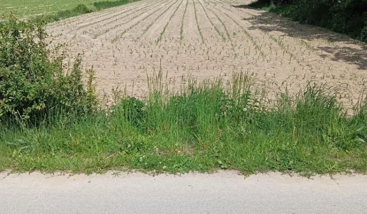 Działka rolna Zosinów Klotyldów