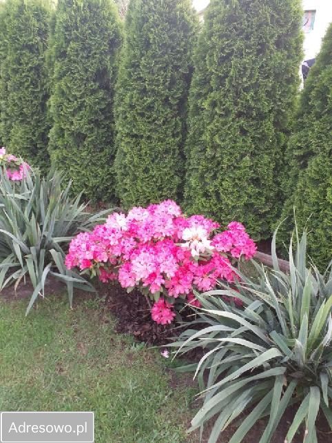 Działka rod Ząbki, ul. Skrajna. Zdjęcie 7