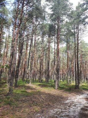 Działka leśna Żarki-Letnisko, ul. Jasna. Zdjęcie 1