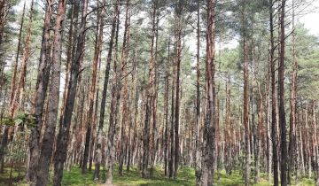 Działka leśna Żarki-Letnisko, ul. Jasna