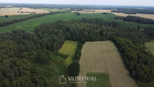 Działka leśna Pasieka. Zdjęcie 7