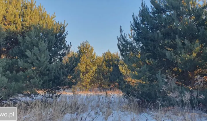 Działka budowlana Łochowo, ul. Władysława Reymonta