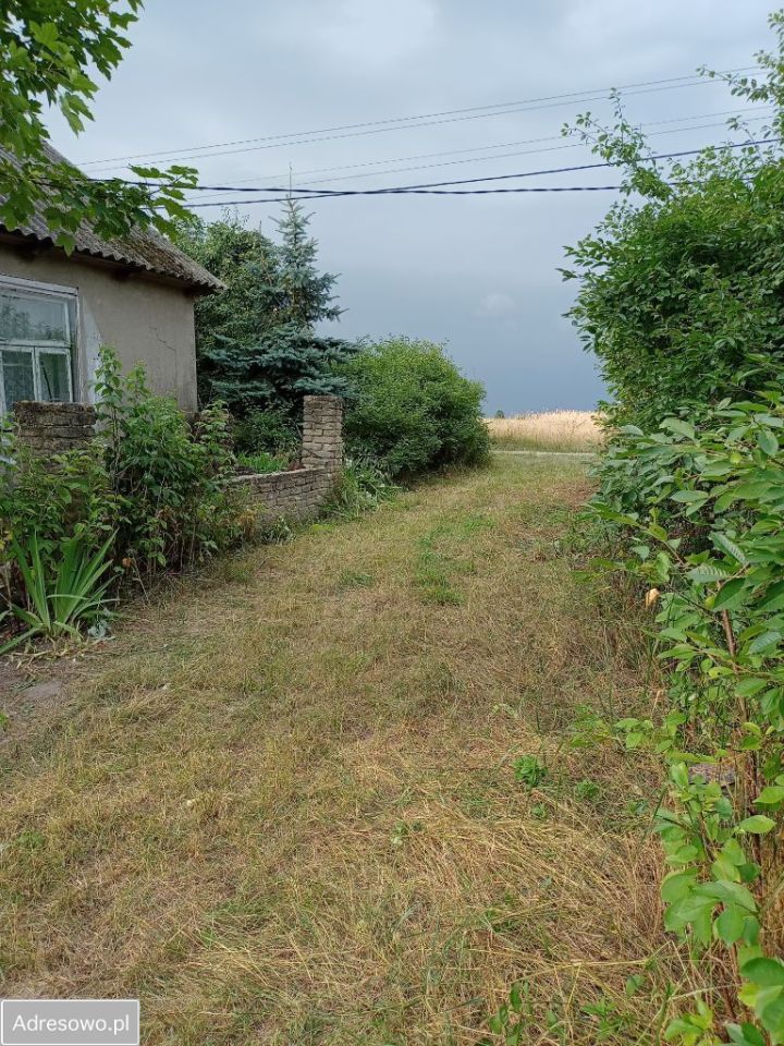 siedlisko Tchórzew-Kolonia. Zdjęcie 8