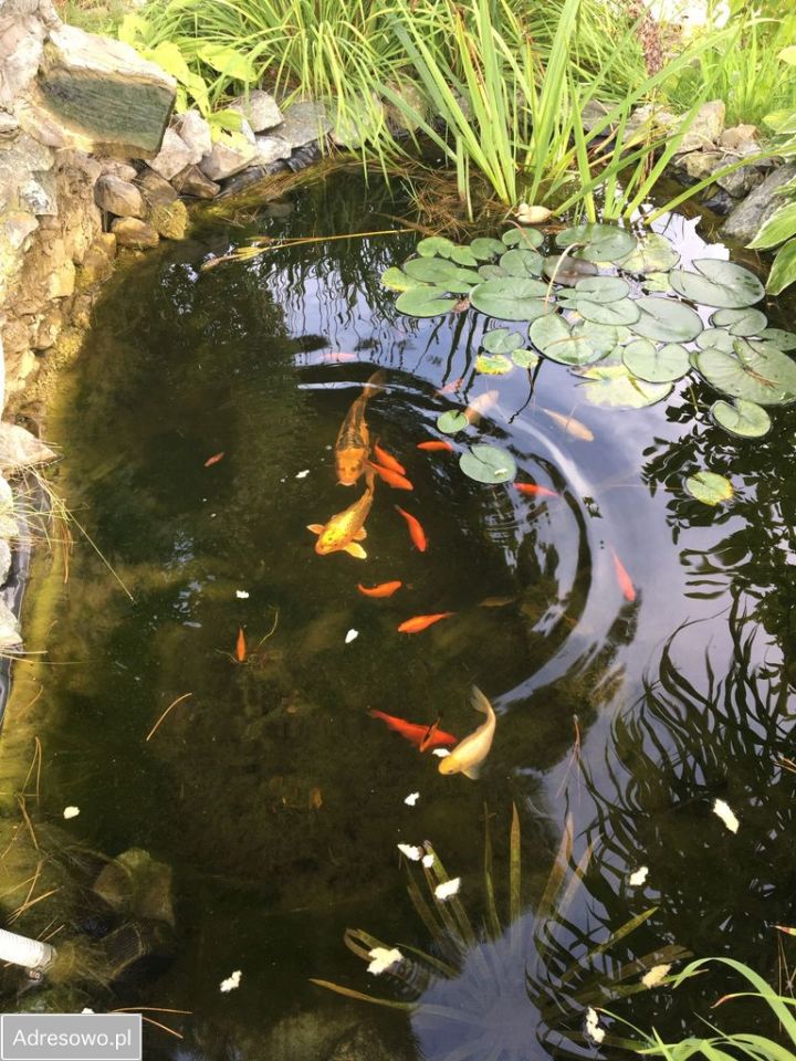 Działka rod Jastrzębie-Zdrój. Zdjęcie 5