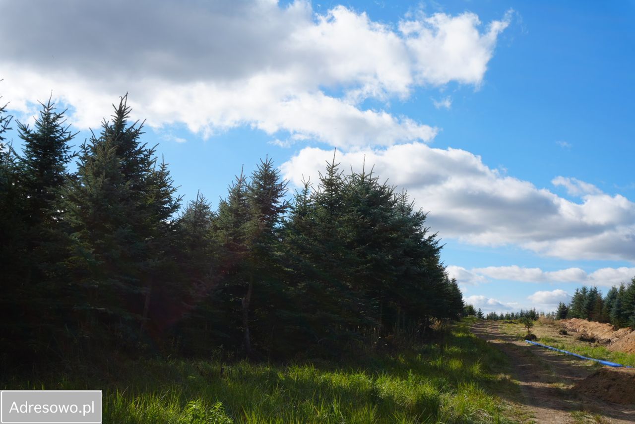Działka budowlana Zawonia, ul. Rumiankowa. Zdjęcie 6