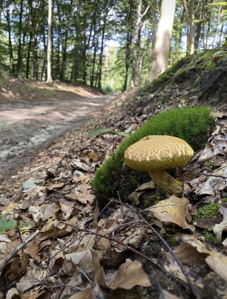 Działka budowlana Nienawiszcz, ul. Końcowa. Zdjęcie 12