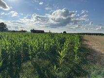 Działka budowlana Świniary Borowna. Zdjęcie 1