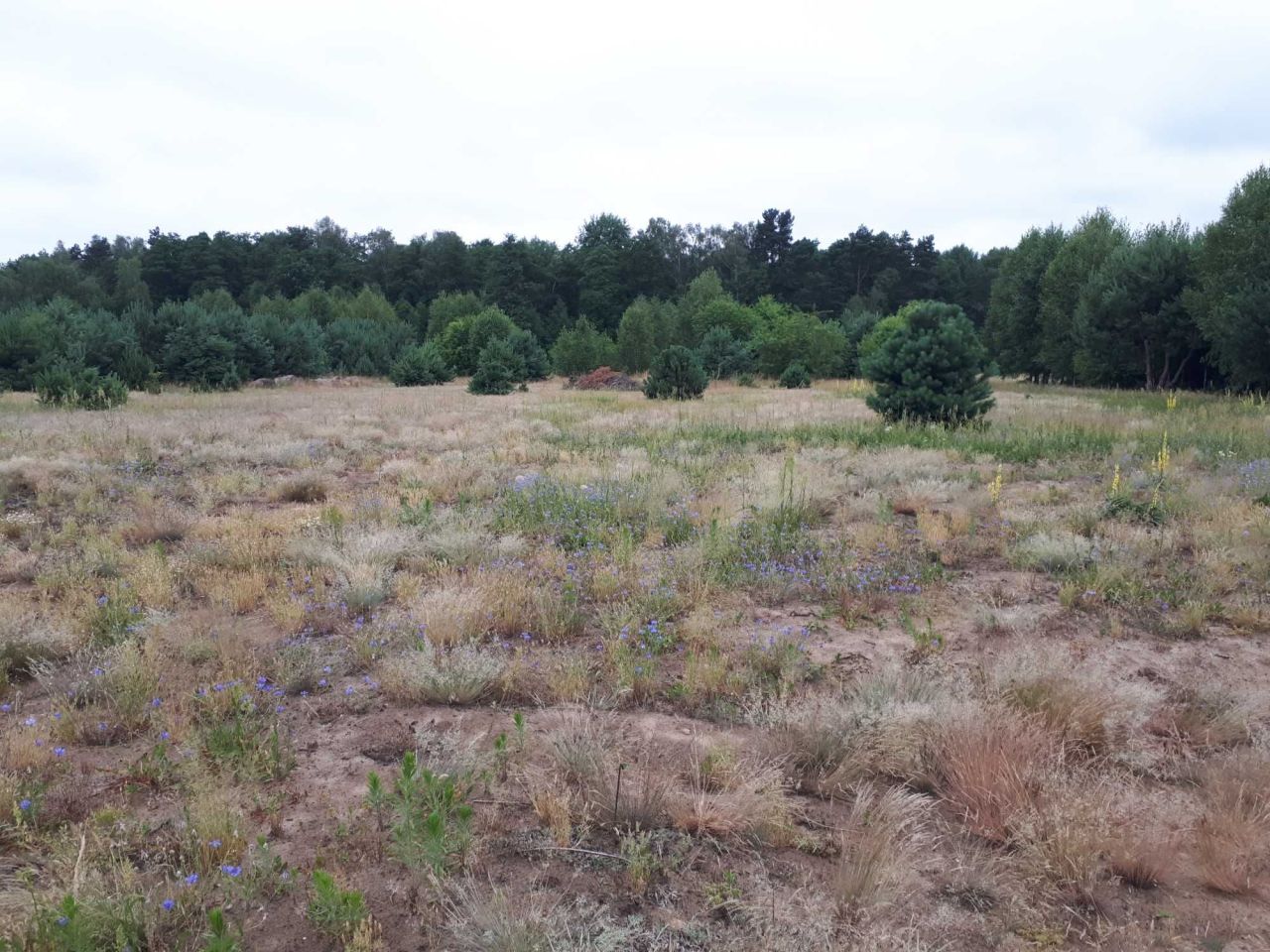 Działka rolna Kalonka. Zdjęcie 7