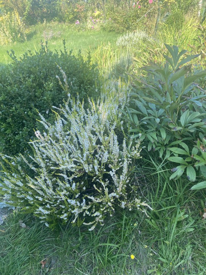 Działka rod Gdynia Mały Kack, ul. Grodnieńska. Zdjęcie 32