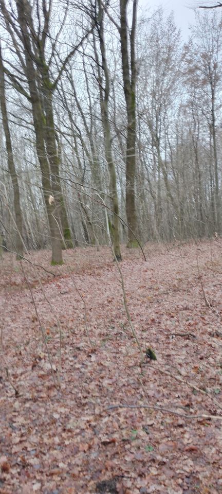 Działka leśna Osobnica Wiśniówki. Zdjęcie 8