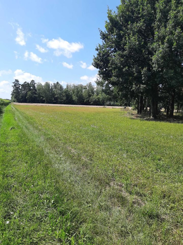 Działka budowlana Głodowo. Zdjęcie 8