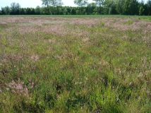 Działka budowlana Sierosław. Zdjęcie 2