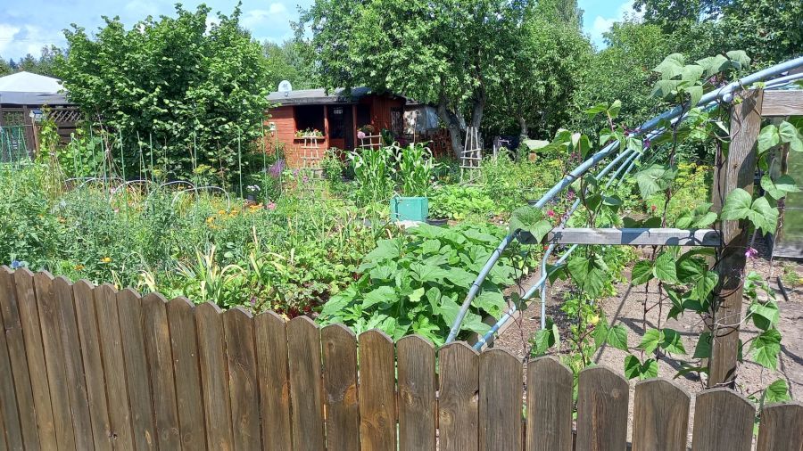 Działka rod Pruszcz Gdański, ul. Podmiejska. Zdjęcie 2