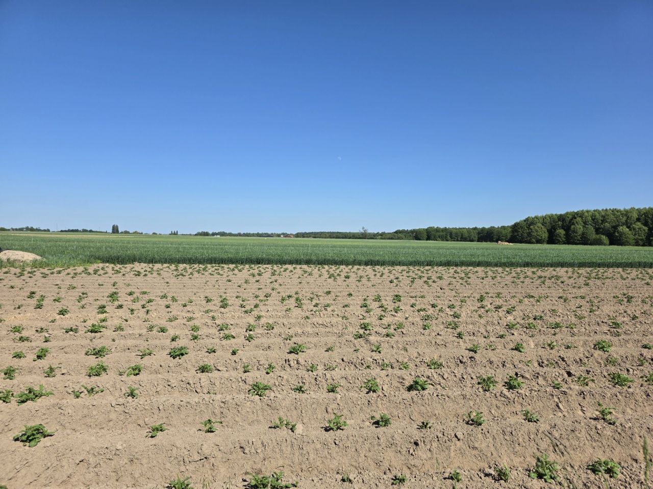 Działka budowlana Skalmierzyce, ul. Brzozowa. Zdjęcie 2