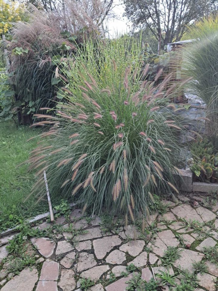 Działka rod Świdnica, ul. Esperantystów. Zdjęcie 3