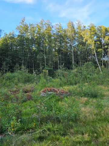 Działka leśna Poryte. Zdjęcie 1