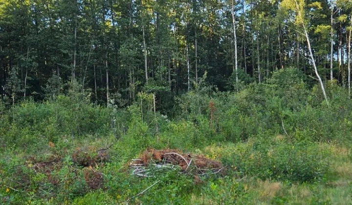 Działka leśna Poryte