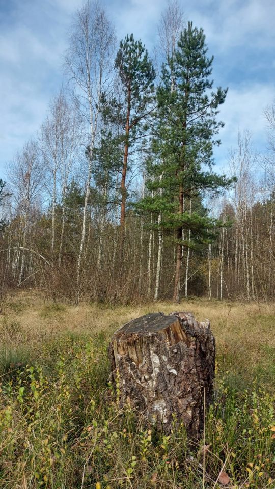Działka rolna Stare Masiewo. Zdjęcie 3
