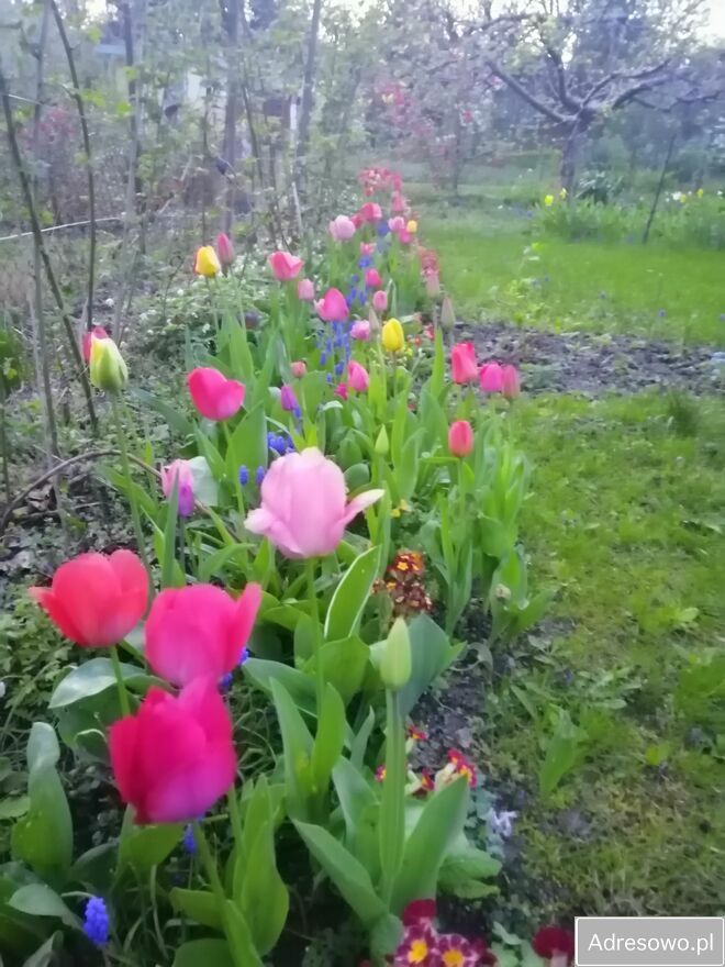 Działka rod Warszawa Mokotów, ul. Racławicka. Zdjęcie 2