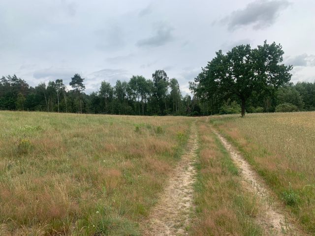 Działka rolna Różyn. Zdjęcie 1