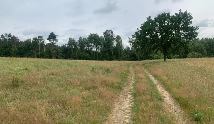 Działka rolna Różyn