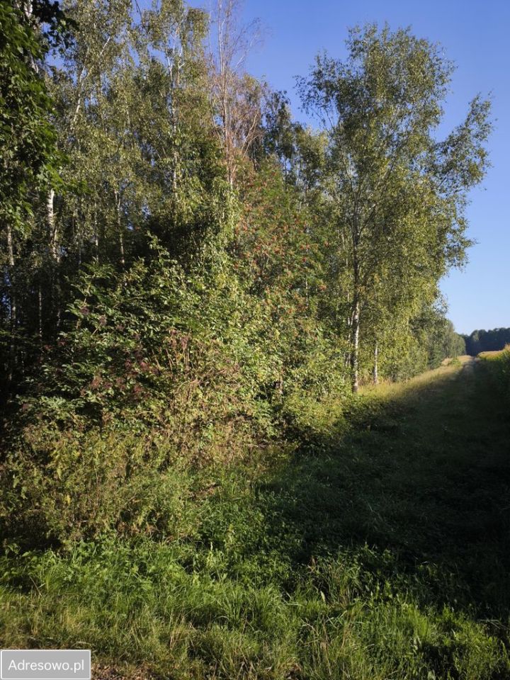 Działka rolno-budowlana Waleriany. Zdjęcie 4