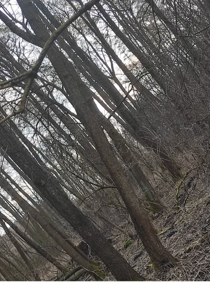 Działka leśna Archutowo. Zdjęcie 8