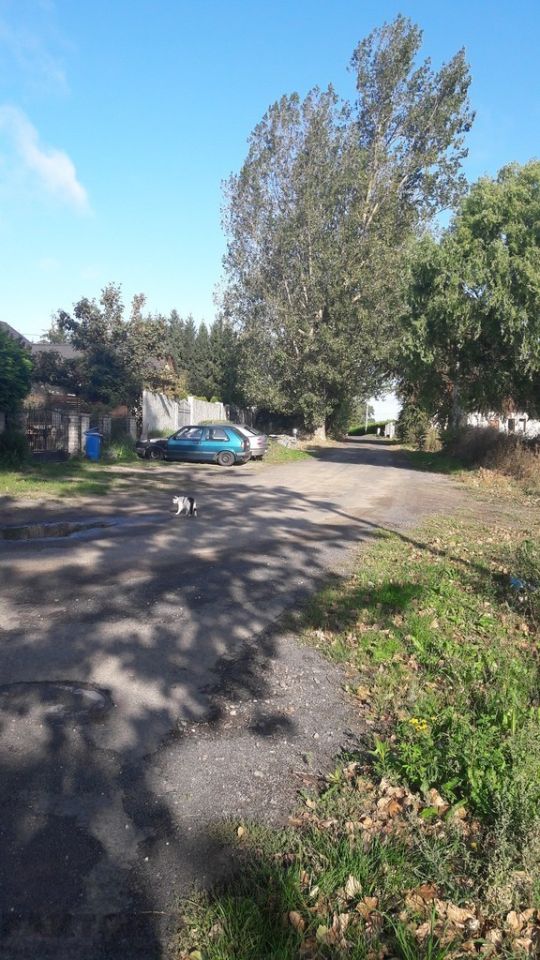 Działka budowlana Kołbaskowo. Zdjęcie 3