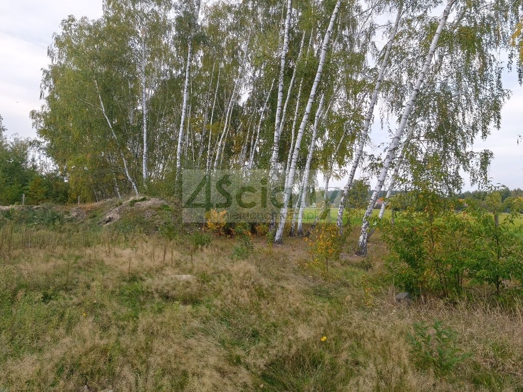 bliźniak Kozerki. Zdjęcie 8