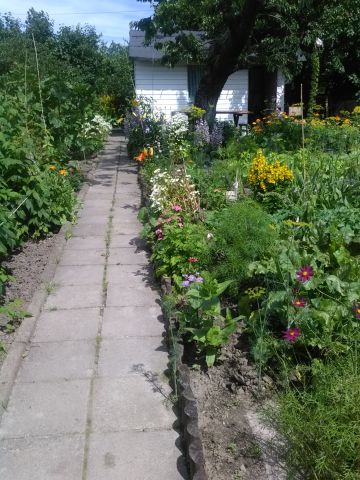 Działka rekreacyjna Koszalin Przylesie, ul. Holenderska. Zdjęcie 1