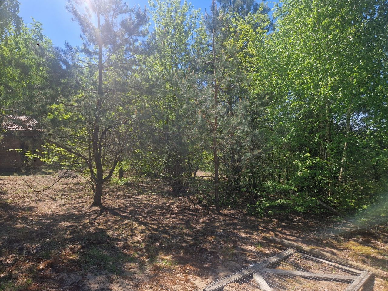 Działka leśna Klukówek. Zdjęcie 2