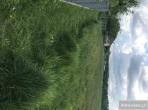 Działka budowlana Sośnie. Zdjęcie 3