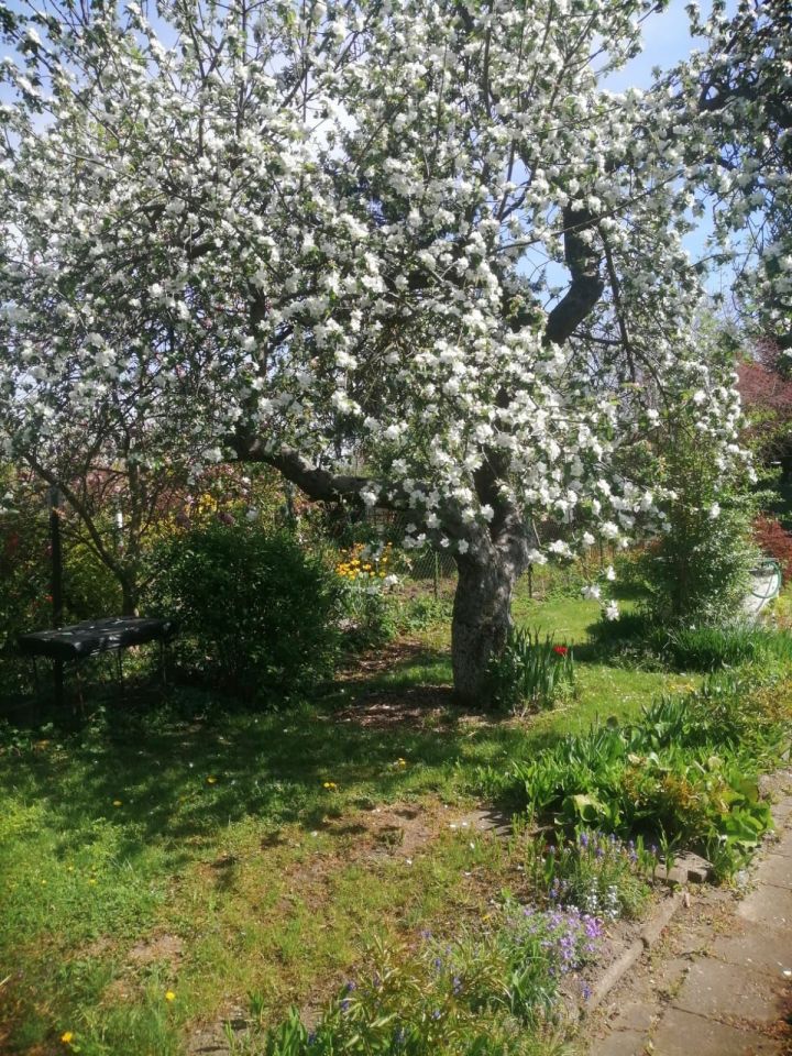 Działka rod Gliwice. Zdjęcie 5