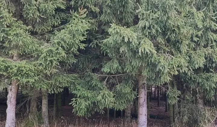 Działka Nowogrodziec