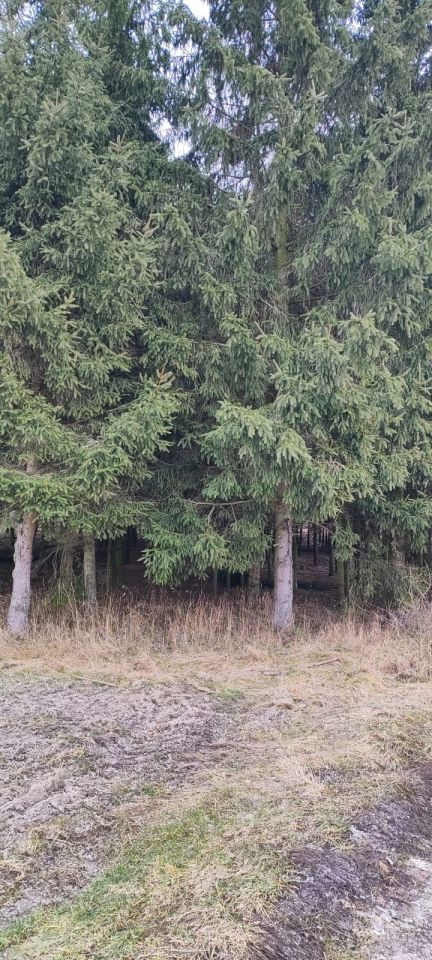 Działka Nowogrodziec. Zdjęcie 1