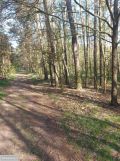 Działka leśna Drzewociny. Zdjęcie 4