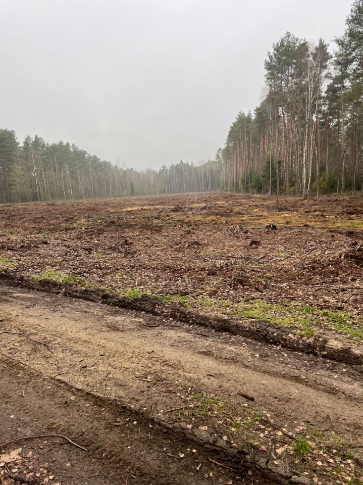 Działka leśna Czerwińskie. Zdjęcie 4