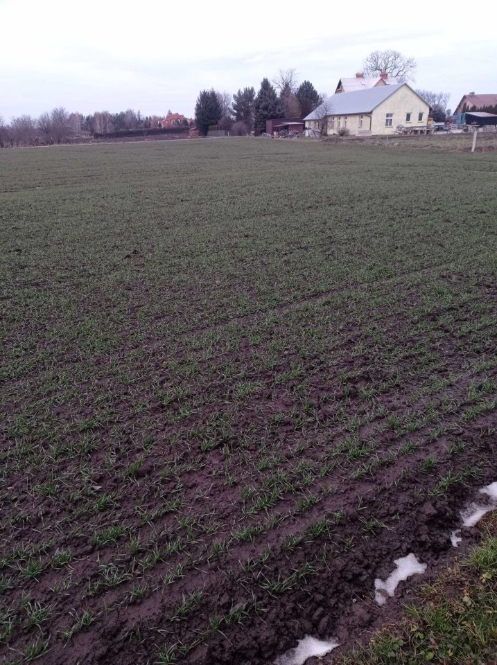 Działka budowlana Studzian. Zdjęcie 3