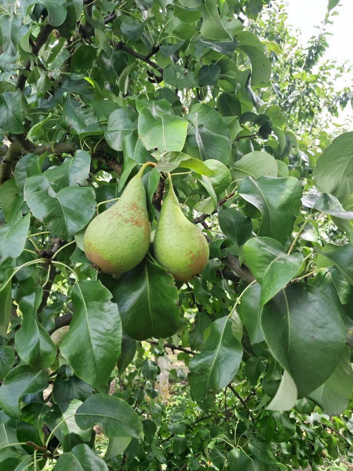 Działka Chełmża, ul. Owocowa. Zdjęcie 7