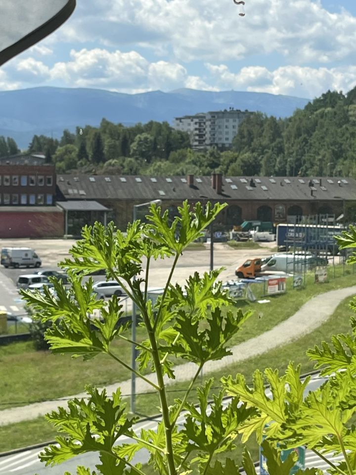 Mieszkanie 2-pokojowe Jelenia Góra Centrum, ul. Jana Sobieskiego. Zdjęcie 12