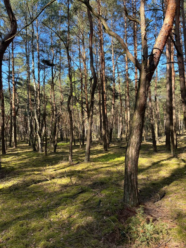 Działka rolna Franki Broniki. Zdjęcie 7
