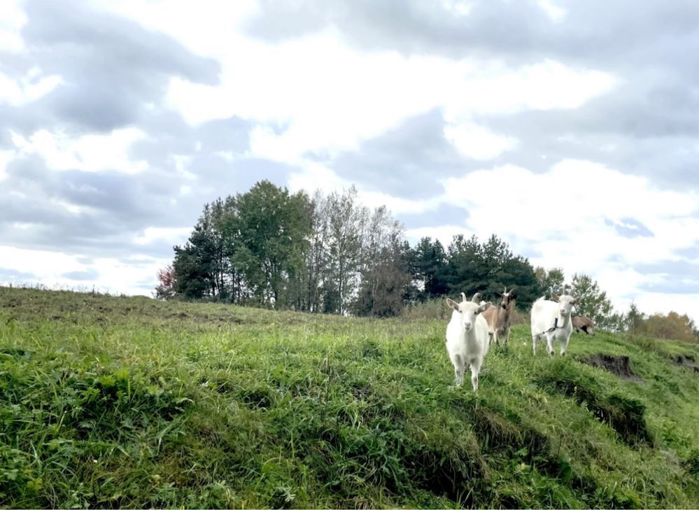 Działka budowlana Dębnica Kaszubska. Zdjęcie 5