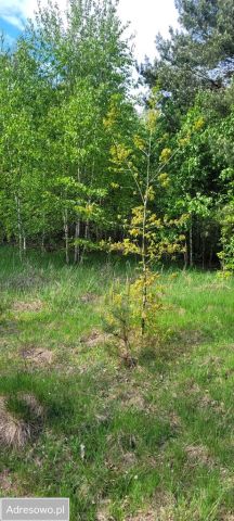 Działka budowlana Borowa. Zdjęcie 1
