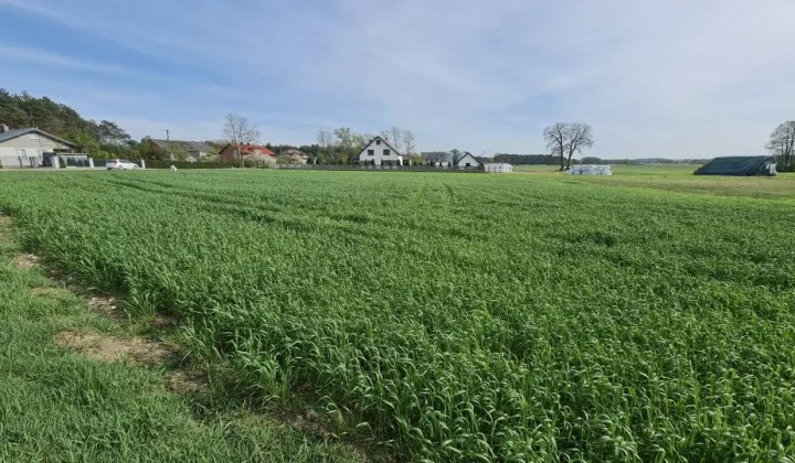 Działka budowlana Ceniawy