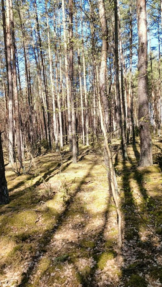 Działka leśna Szafranki. Zdjęcie 2