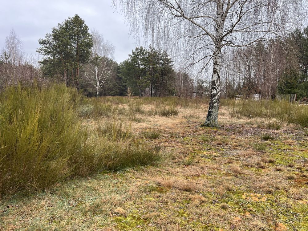 Działka budowlana Wilczanka. Zdjęcie 6