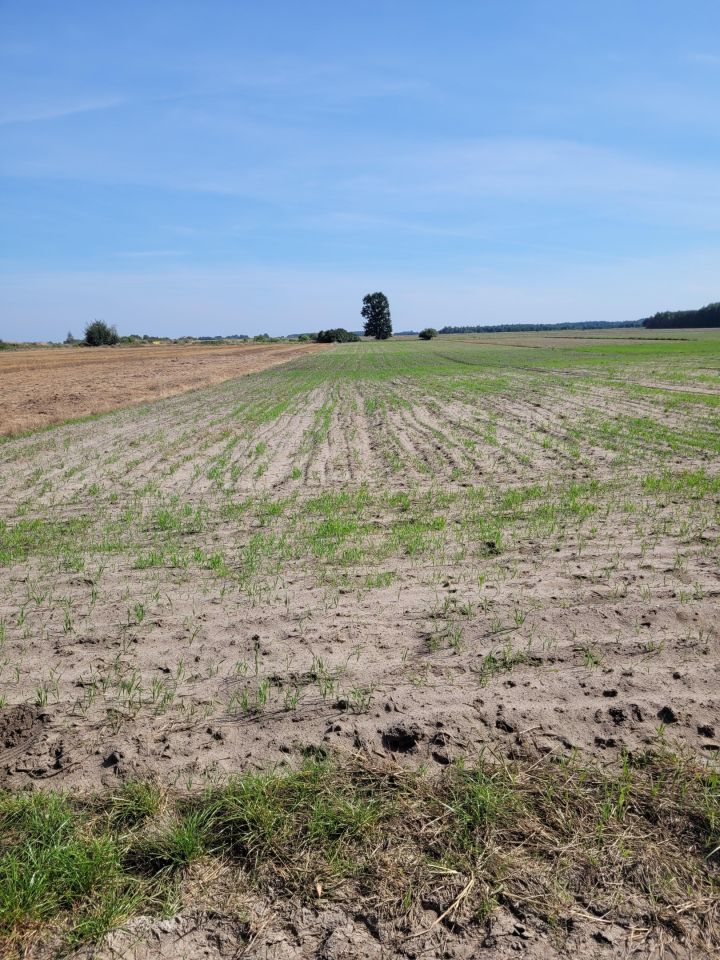 Działka rolna Stary Kobylnik. Zdjęcie 4