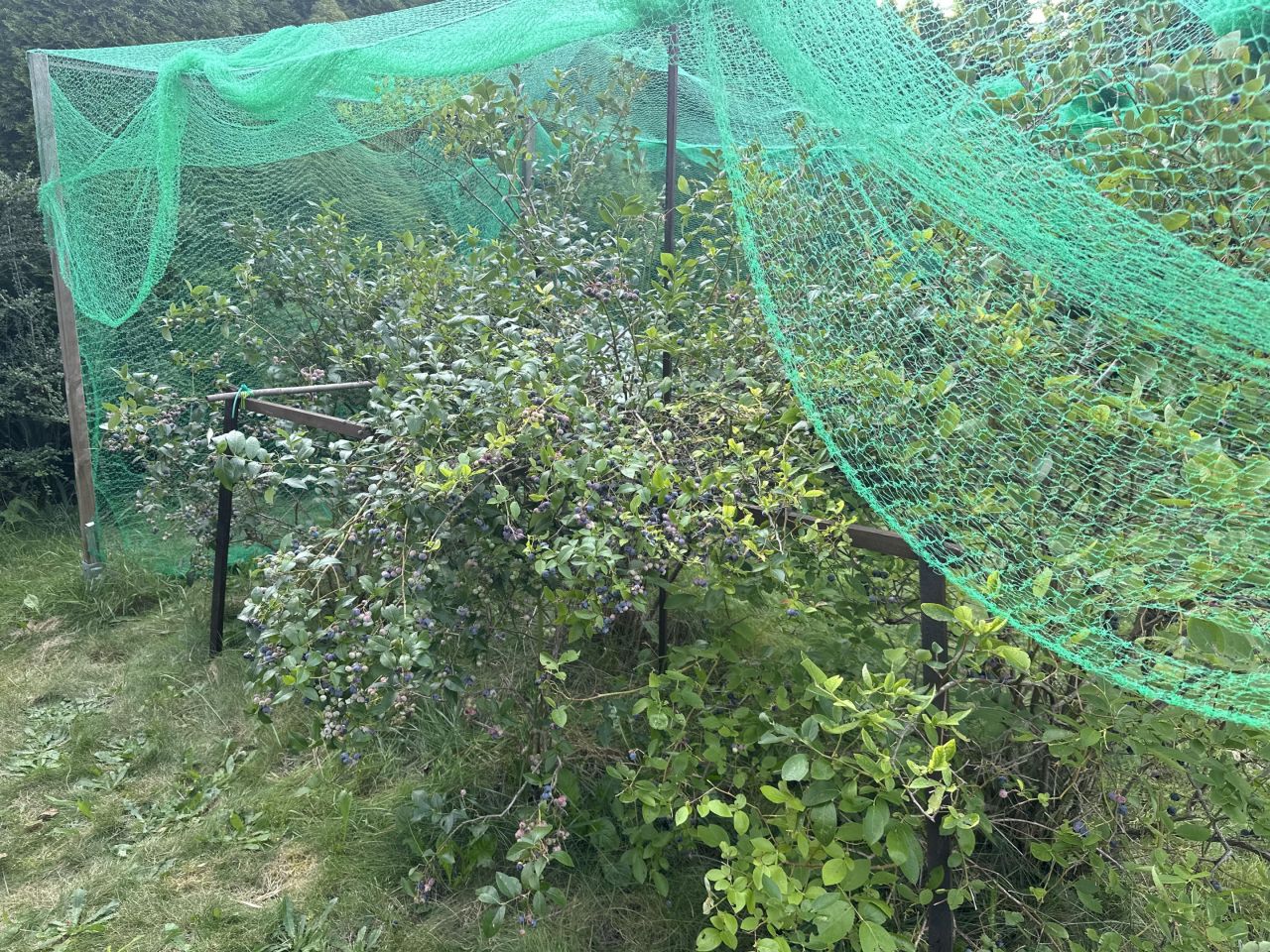 Działka rod Brodła Działki, ul. Działkowców. Zdjęcie 8